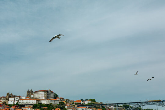 Porto Skyline with Dom Luis I Bridge and Seagulls Flying Over the Douro River