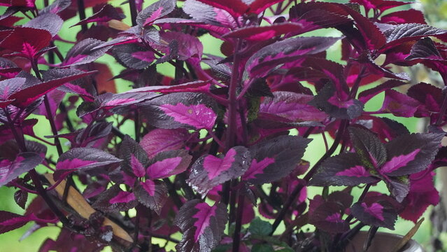 Vibrant purple coleus plant with dew drops, fresh green background, close-up view, early morning light, lush foliage, natural setting, garden scene, vivid colors, detailed texture, outdoor