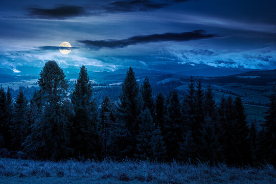 hillside of mountain range with coniferous forest and meadow at night. full moon over spruce trees on the green grassy hill. Carpathian countryside in autumn season. mysterious fantasy