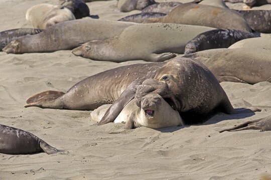 Northern Elephant Seals (Mirounga angustirostris), adult pair on the beach mating, elephant seal colony, Piedras Blancas Rookery, San Simeon, San Luis Obispo County, California, USA