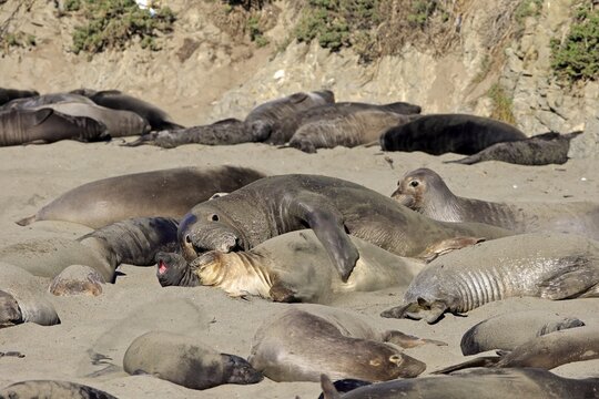 Northern Elephant Seals (Mirounga angustirostris), adult pair on the beach mating, colony with young animals, Piedras Blancas Rookery, San Simeon, San Luis Obispo County, California, USA