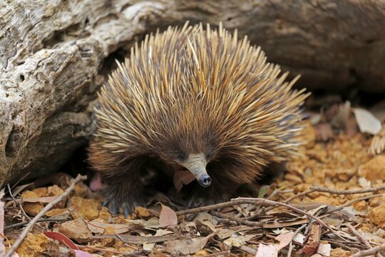 Short-beaked echidna (Tachyglossus aculeatus), adult, Parndana, Kangaroo Island, South Australia, Australia
