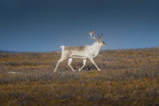 White reindeer, Skaidi, Finnmark, Norway
