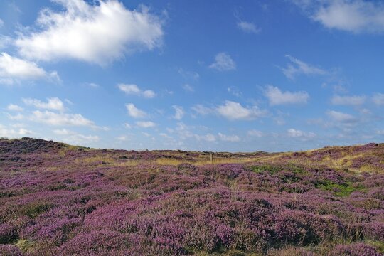 Wide heath area with purple plants under a blue sky, North Sea, Fan&ouml;, North Jutland, Jutland, Denmark