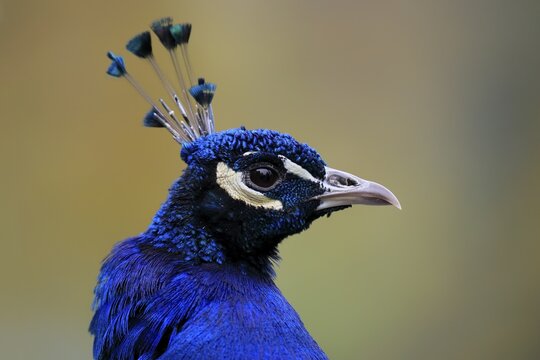 Indian peafowl (Pavo cristatus), adult, male, portrait, captive, Austria