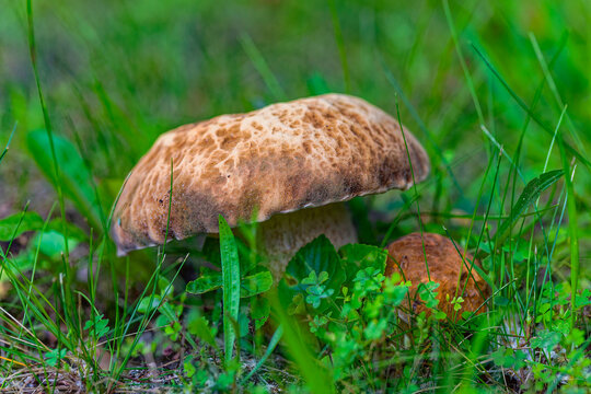 Fresh young porcini mushroom (Boletus edulis) with a brown cap, 