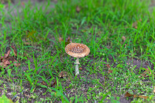  The panther cap (Amanita pantherina)