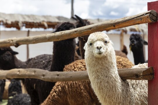 Alpaca and Llama Farm, near Cusco, Peru