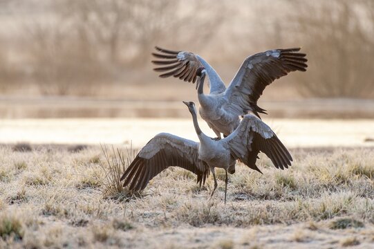 Crane (Grus grus), courtship, crane dance, mating, F&aring;gelsj&ouml;, G&auml;vleborg County, Sweden