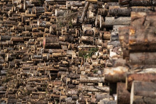 Logs, spruce logs, roundwood, storage, timber industry, Sunndals&oslash;ra, Tingvollfjorden, Sunndal Municipality, M&oslash;re og Romsdal Province, Norway