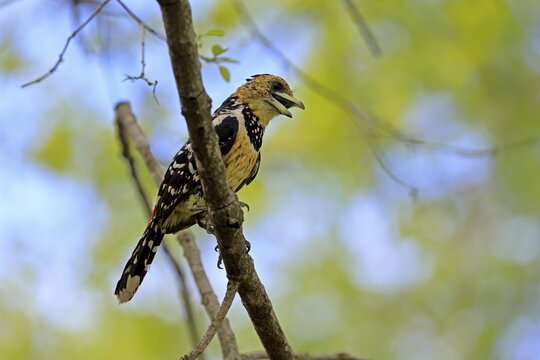Crested Bart's Bird (Trachyphonus vaillantii), Black-backed Bart's Bird, adult, perch, tree, singing, calling, Kruger National Park, South Africa