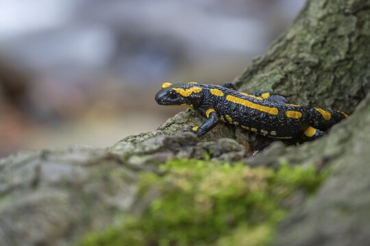 Fire salamander (Salamandra salamandra), Ilsenburg, Saxony-Anhalt, Germany