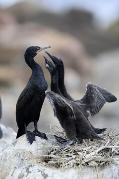 Cape cormorant (Phalacrocorax capensis), adult, two chicks, begging, nest, on rocks, Betty's Bay, Stony Point Nature Reserve, Western Cape, South Africa