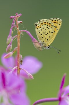 Sooty Copper (Lycaena tityrus), Oldenburg M&uuml;nsterland, Goldenstedt, Lower Saxony, Germany