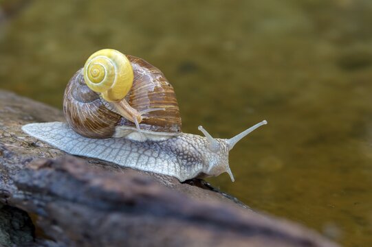 Burgundy snail, banded snails, cepaea, cepaea nemoralis, grove snail, hornworm snail, helicidae, helix pomatia, roman snail, snails, black-mouthed snail, vineyard snail, gastropod, mollusca, snails, snails, molluscs