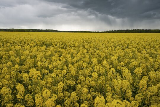 Stormy atmosphere over rape field, Elbe Sandstone Mountains Saxon Switzerland National Park, Saxony, Germany