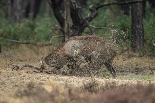 Red deer (Cervus elaphus), in the wallow, Hoenderloo, Gelderland, Netherlands