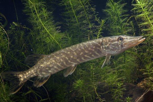 Esox Lucius, pike, pike, predatory fish, fishes, northern pike, pisces