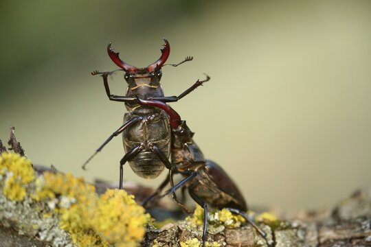 Thundergugi, firecracker, stag beetle, hornschr&ouml;ter, Lucanus cervus, Schr&ouml;ter, Beetle, Coleoptera, fight, insects, fight, beetle, male, stag beetle