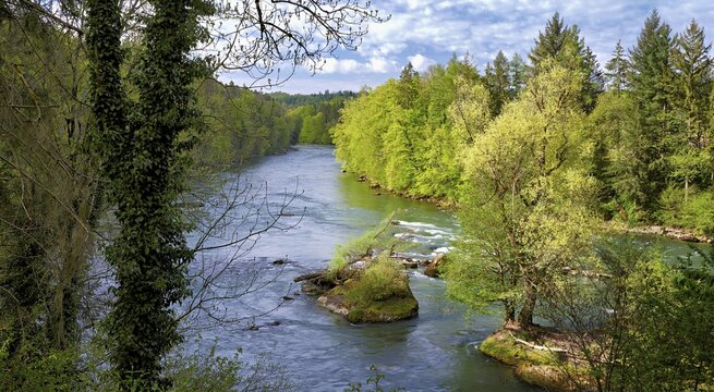 Small island in the Reuss river, beech trees sprouting leaves in spring, Niederwil, Gnadental, Bremgarten district, Canton of Aargau, Switzerland