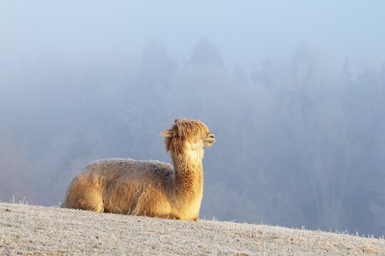 Alpaca (Vicugna pacos), white animal, adult animal, female animal, resting, frost-covered meadow, hilly terrain, forest, fog, winter, snow, minus 15 &deg;C, farm animal, Slovakia