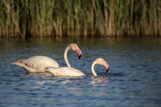 Afro-Asian Greater Flamingo, Eurasian Flamingo, European Flamingo, Granelli, Greater Flamingo, Italy, Pantano Cuba Lagoon, Pantano Longarini Lagoon, Pantani Cuba and Longarini, Phoenicopterus Roseus, Rosy Flamingo, Migratory Bird Sanctuary Pantani Cuba & Longarini, Birds, Ciconiiformes, Flamingo, Italy birds, Sicily, Foundation for Biodiversity, stork birds, birds