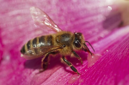 Apidae, apis mellifera, bees, European honey bee, European honeybee, hymenoptera, western honey bee, honey bee, honey bee, honeybee, insects, wild bees