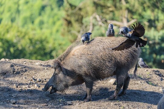 Three western jackdaws (Coloeus monedula) sit on the back of a female wild boar (Sus scrofa) on a sunny day. Bavaria, Germany