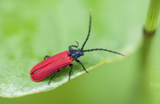 Small redcover beetle, Platycis minutus, red-blanket beetle, small net-winged beetle, tiny web beetle, beetle, coleoptera, insects, beetles