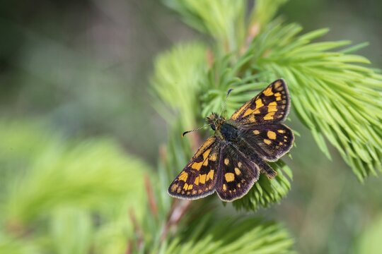 Colorful bighead, carterocephalus palaemon, chequered skipper, yellow cube thighead, butterfly, insects, butterfly, butterflies, butterflies