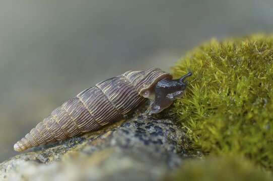 Bulbous sphincous snail, macrogastra ventricosa, sphincous snail, gastropod, mollusca, snails, molluscs