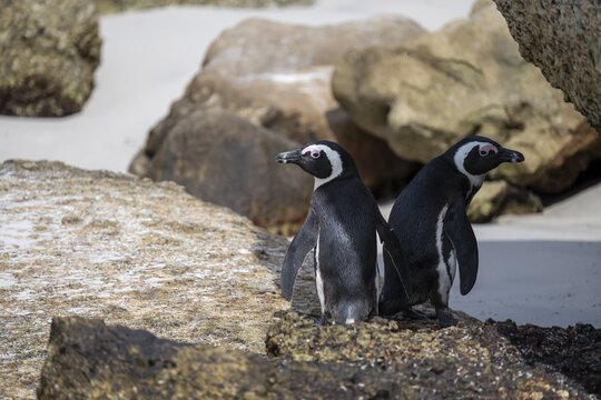 Two spectacled penguins (Spheniscus demersus) on a rock, Boulder Beach, Western Cape, Simon's Town, South Africa