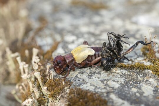 Field cricket, Gryllus campestris, ensifera, field cricket, crickets, hatching, skin, molting, insects, long-feeler scare, molt, hatching, slough
