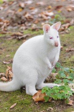 An albino Red-necked wallaby or Bennett's wallaby (Macropus rufogriseus) sits on a meadow looking for food