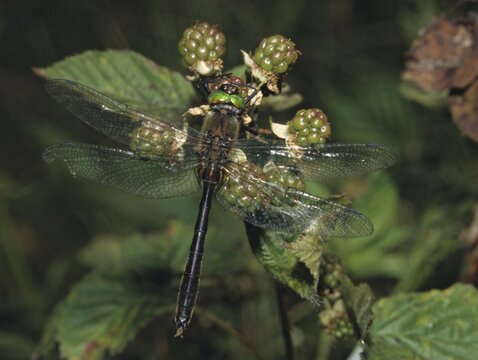 Cordulia aenea, downy emerald, common emerald dragonfly, anisoptera, damselflies, dragonflies, insects, dragonflies, odonata