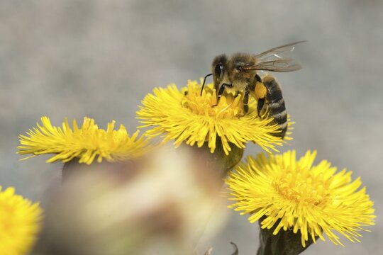 Apidae, apis mellifera, asteraceae, bees, European honey bee, European honeybee, hymenoptera, daisy, tussilago farfara, western honey bee, coltsfoot, flora, honey bee, honey bee, insects, plants, plants, wild bees