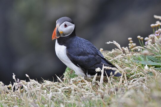 A puffin (Fratercula arctica) stands on grassy cliffs against a blurred background, Shetland, Shetland Islands, Scotland, Great Britain