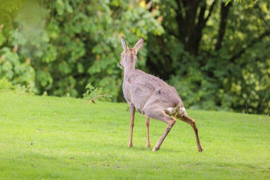 A female roe deer (Capreolus capreolus) is peeing in a green meadow dotted with nettle bushes. Bavaria, Germany