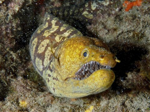 A moray eel, the tiger moray (Enchelycore anatina), with sharp teeth, protrudes from the rocks, surrounded by seaweed, at the El Cabron Marine Reserve dive site, Arinaga, Gran Canaria, Spain, Europe, Atlantic Ocean