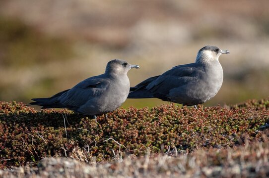Arctic hunter, arctic skua, arctic tern, Norway, parasitic hunter, parasitic skua, parasite predatory gull, stercorarius parasiticus, varanger, birds, charadriiformes, limikolen, predatory gulls, stercorariidae, birds
