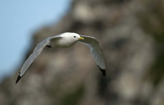 Black-legged Kittiwake, Black-legged Kittiwake, Norway, Rissa Tridactyla, Varanger, Birds, Charadriiformes, Gulls, Limikolen, Seagulls, Birds