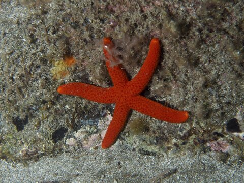 A red starfish (Echinaster sepositus) rests on a rocky seabed underwater, dive site: El Cabron Marine Reserve, Arinaga, Gran Canaria, Spain, Europe, Atlantic Ocean