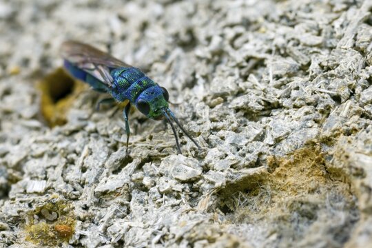 Blue golden wasp, cyan jewel wasp, golden wasp, hymenoptera, trichrysis cyanea, insects, insects