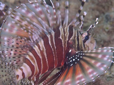 Close-up of a zebra dwarf lionfish (Dendrochirus zebra) with striking fin pattern, dive site Twin Reef, Penyapangan, Bali, Indonesia