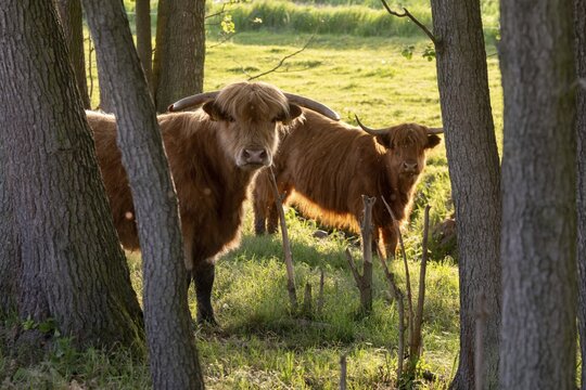 Artiodactyla, bos primigenius f. taurus, cattle, even-toed ungulate, highland cattle, kyloe, cloven-hoofed, cattle grazing, Scottish highland cattle, grazing, domesticated animals, extensive grazing, pet, highland cattle, mammals, cattle, mammals, mammals, pasture