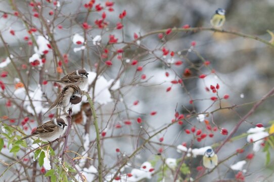 Tree sparrow, dog rose, Passer Montanus, pink canina, rosaceae, rose family, sparrow, tree sparrow, autumn, birds, dog rose, flora, rose hip, autumn, passeri, plants, plants, snow, songbirds, sparrow, sparrow, sparrow, sparrow, sparrow, sparrow, sparrow