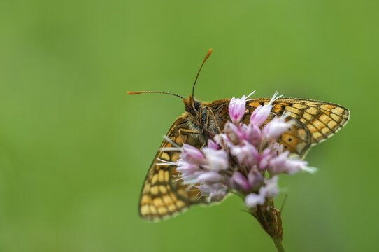 Bite check moth, bite tick moth, euphydryas aurinia, eurodryas aurinia, golden tick moth, green ribbon, marsh fritillary, melitaea aurinia, scabiotic tick moth, butterfly, insects, butterfly, butterflies, butterflies