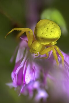 Arachnida, flower crab spider, misumena vatia, arachnids, variable crab spider, flower spider, goldenrod crab spider, high size, portrait format, crab spider, spider, spiders