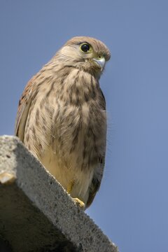 Falco tinnunculus, Common Kestrel, kestrel, birds, falcon, falconiformes, falcons, birds of prey, hawk, adolescent, high size, portrait format, young animal, young bird, juvenile, raptors, birds
