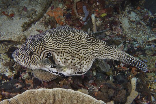 A map pufferfish (Arothron mappa) with a striking zigzag pattern moves over coral reefs, dive site SD, Nusa Ceningan, Nusa Penida, Bali, Indonesia